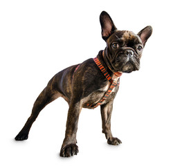 French bulldog isolated on white