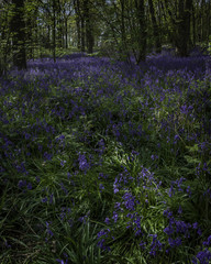 Bluebell woods in full bloom