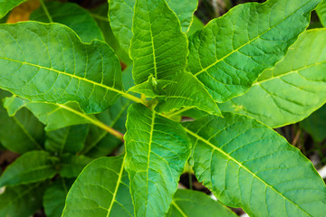 A close up of leaves 