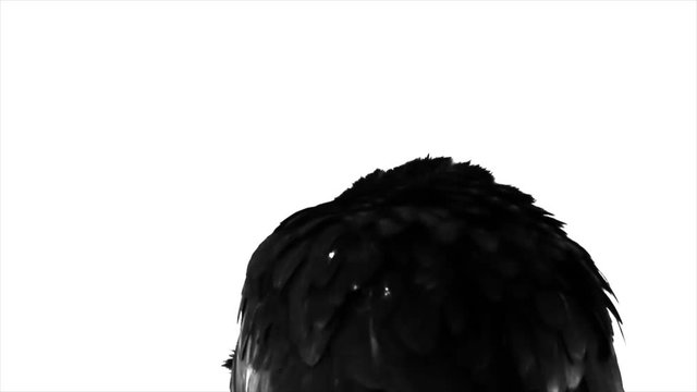 Black Crow