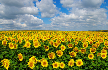 field of blooming sunflowers