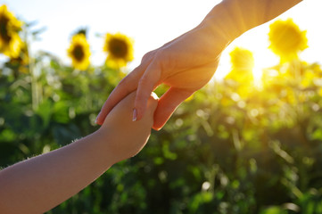 Hands on the field of sunflowers