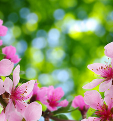 Spring blossom with soft blur background