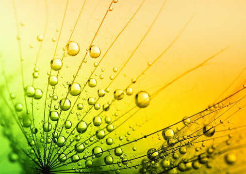 Fototapeta  dandelion flower background