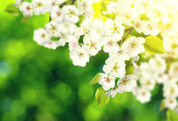 Spring blossom with soft blur background