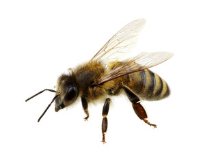Bee on the white