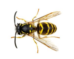 wasp isolated on white