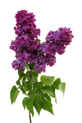 Obraz premium Flowering branch of lilac
