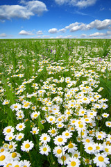 Field of daisies