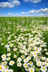 Photo sur Plexiglas Marguerites Field of daisies