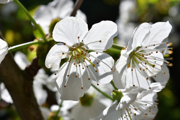 Kischblüte
