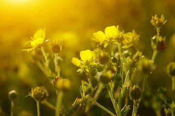Spring flowers on sun
