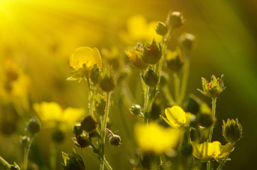 Spring flowers on sun