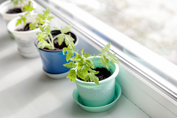 Seedlings of tomatoes on a sunny windowsill