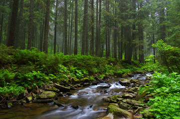 Fototapeta premium Creek in the woods
