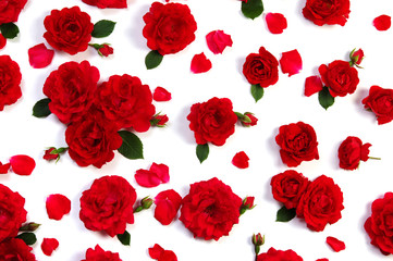 Red roses on white