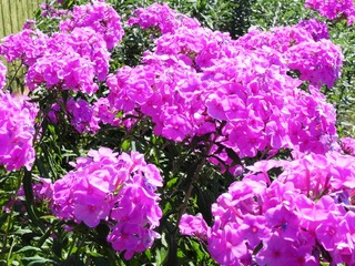 Obraz premium Beautiful flower.