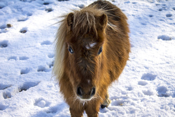 Brown pony in the snow Winter
