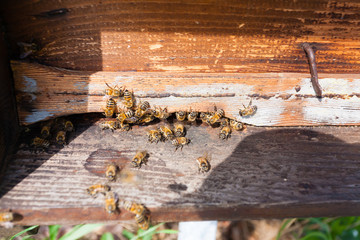 Bee with pollen that enter in the hive