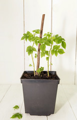 Saplings of raspberries on a wooden background