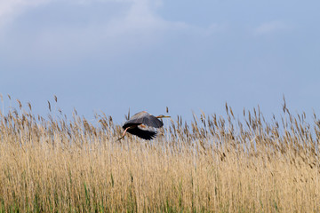 Purple heron close up.Po river lagoon © elleonzebon
