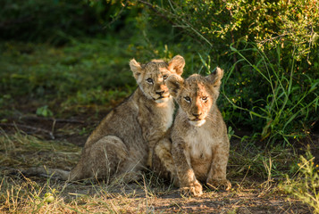 Fototapeta na wymiar Two Lion cubs
