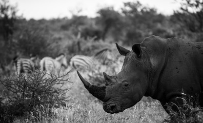 Monochrome White rhino