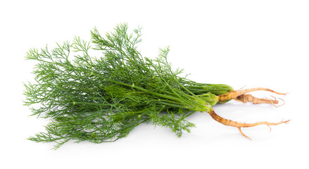 fresh dill on white background