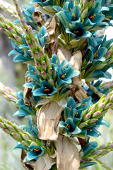 Puya alpestris flowers blooming