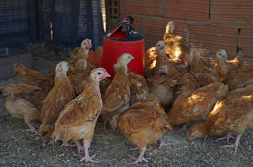 Traditional free range poultry farming.Chickens.