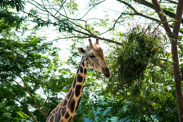 Close Up View Of Giraffe Against Trees