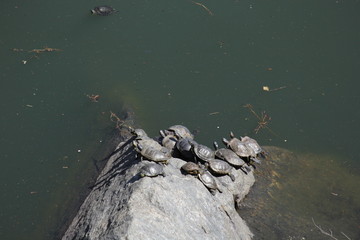 Turtles of New York Central Park