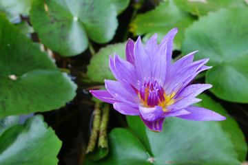 Beautiful close-up blooming purple single Lotus flower with green leaves in the background, Lotus is  flower in tropical zone.