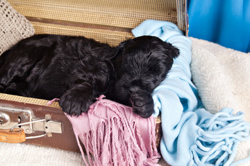 Black Russian Terrier puppy sleeping in the old vintage suitcase