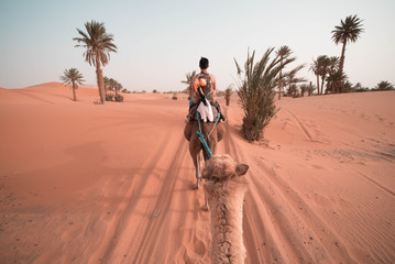 Sahara camel ride