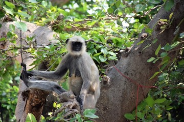 Animal