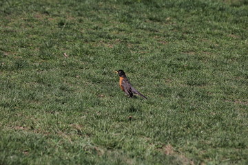 American bird with red belly
