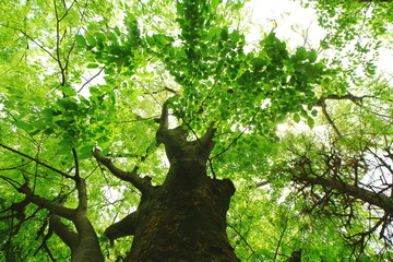 Fototapeta na wymiar 新緑を迎えた森林