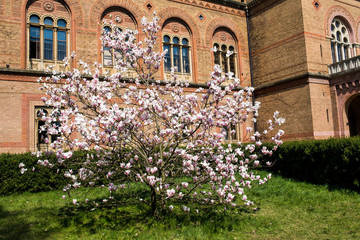 Fototapeta na wymiar magnolia tree blossom in spring park garden