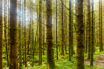 Fototapeta na wymiar Sunlit spruce tree forest