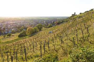 Naklejka premium Schriesheim Strahlenburg und Weinberge