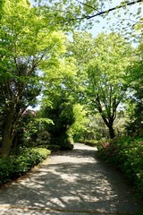 新緑の散歩道