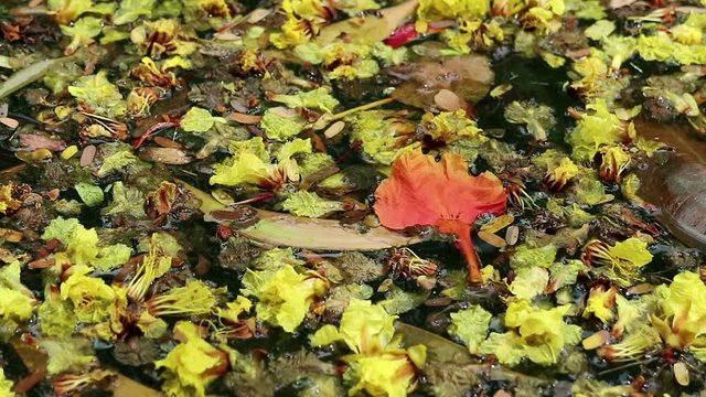 Beautiful fallen flowers and leaves floating on green water. Flowers of yellow Peltophorum pterocarpum, copperpod and red Delonix regia, flame tree