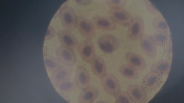 the study of chromosomes under a microscope