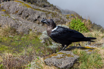 Track on Kilimanjaro on the Machame Route Whiskey