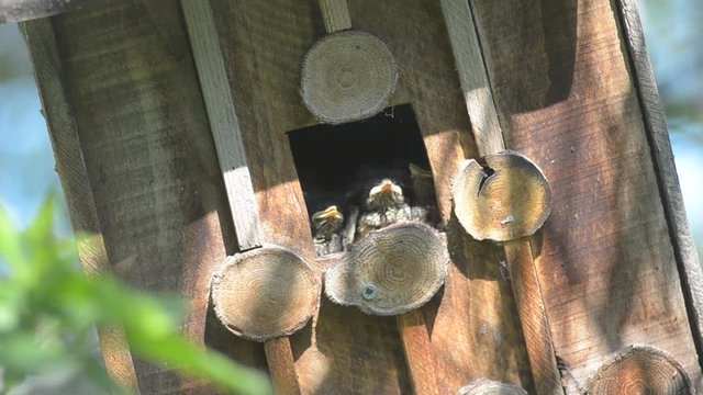 Feeding abandoned Chicks Redstart in the old rickety bird house.