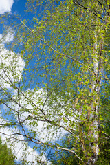 Birch branches with young leaves on wind