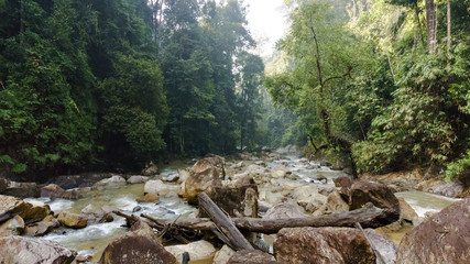 viewing the river in the jungle of tropical rainforest in Taman Negara Johor, Malaysia