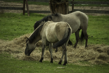 Tarpany, dzikie konie, Polska 