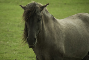 Tarpan, dziki koń, Polska